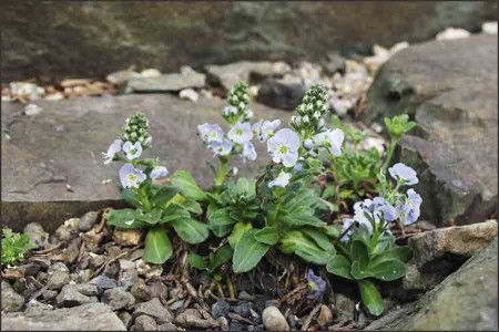 Veronica gentianoides ,Nana,